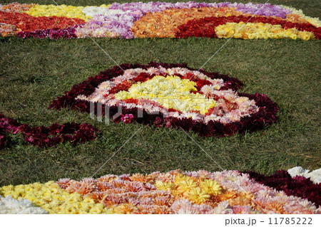 ダリアの花の絨毯の写真素材