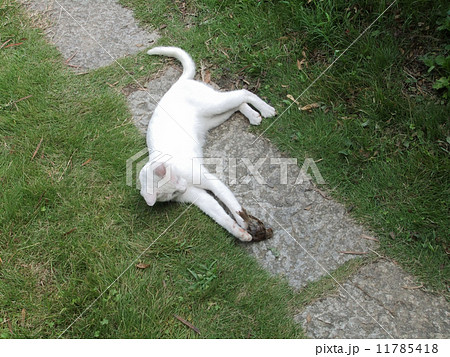 狩り(猫が雀を仕留めたところ)2(他2枚あり。No.11785417,11785419) 狩り(猫が雀を仕留めたところ)2(他2枚あり。No.11785417,11785419) 11785418