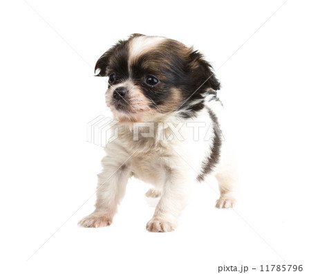 Chihuahua 11785796