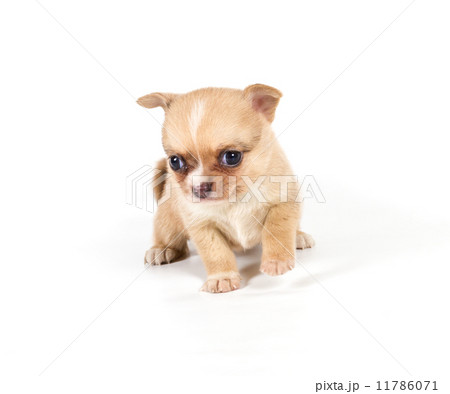 chihuahua puppy in front of a white background chihuahua puppy in front of a white background 11786071