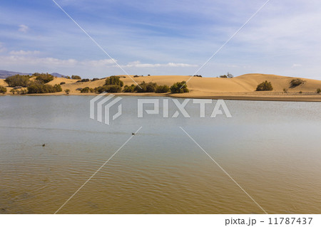 Oasis in Maspalomas Dunas 11787437