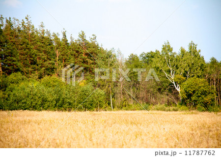 grass valley in forest during summer grass valley in forest during summer 11787762