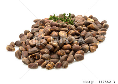 Cedar nut heap 11788013