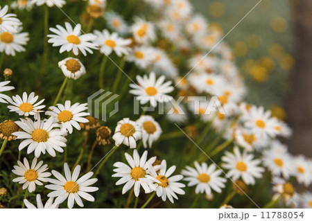 Camomile 11788054