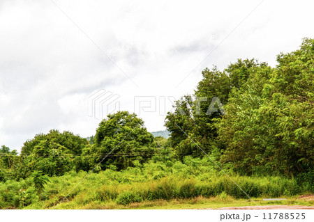 Beautiful rain forest 11788525