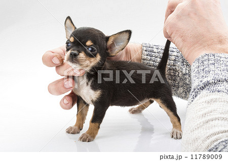 Chihuahua puppy 11789009