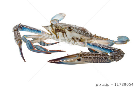 Raw blue crab Raw blue crab 11789054