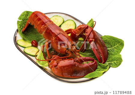 Large Lobster 11789488