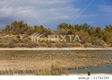 Oasis in Maspalomas Dunas 11792285