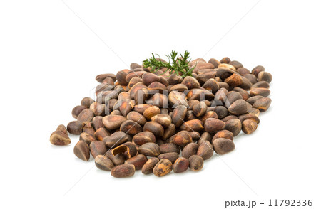 Cedar nut heap Cedar nut heap 11792336