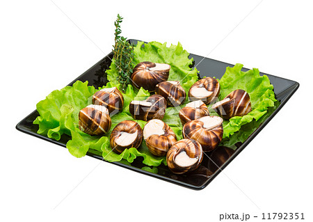Escargot 11792351