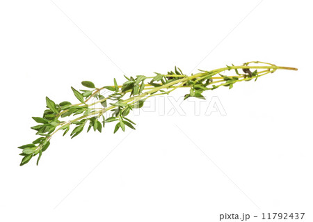 Thyme 11792437