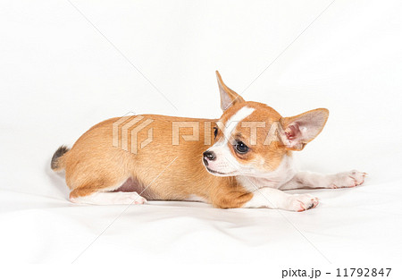 Chihuahua puppy on white background 11792847