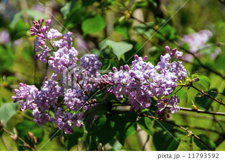 Green branch with spring lilac flowers 11793592