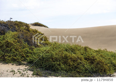 Maspalomas Duna - Desert in Canary island Gran Canaria Maspalomas Duna - Desert in Canary island Gran Canaria 11794850