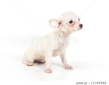 Funny puppy Chihuahua poses on a white background Funny puppy Chihuahua poses on a white background 11794999