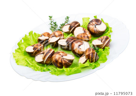Escargot Escargot 11795073