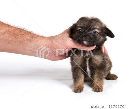 chihuahua puppy in front of a white background 11795704