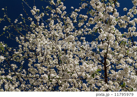 apple flowers 11795979