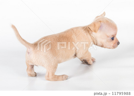 chihuahua puppy in front of a white background chihuahua puppy in front of a white background 11795988