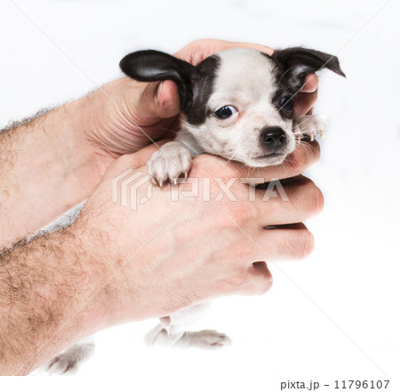 Funny puppy Chihuahua poses on a white background Funny puppy Chihuahua poses on a white background 11796107