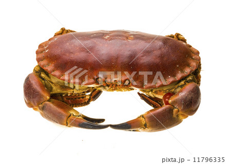 Raw crab Raw crab 11796335