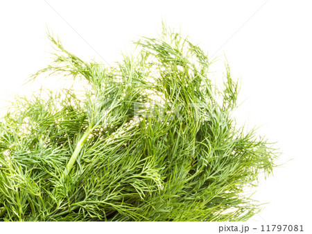 Fresh branches of green dill isolated on white background. Fresh branches of green dill isolated on white background. 11797081