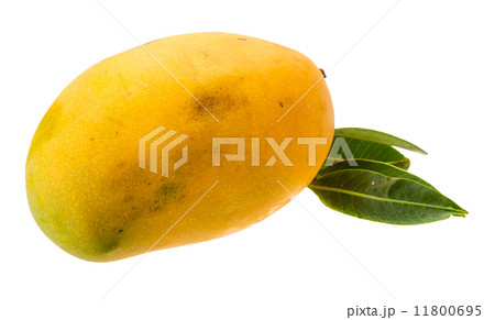 Yellow bright mango 11800695