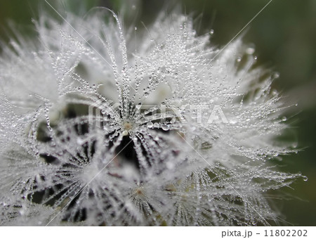 タンポポの綿毛　水滴 11802202