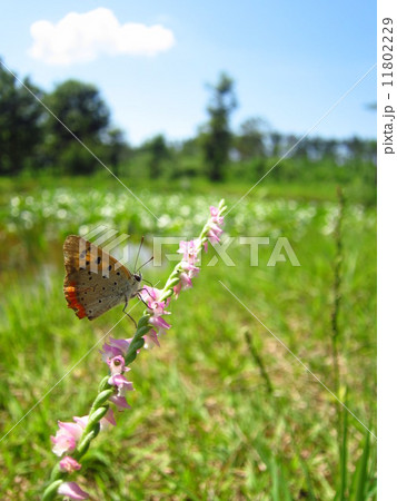 ベニシジミとネジバナ 11802229