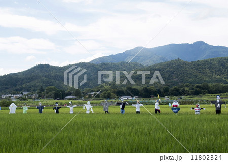 北嵯峨の田園風景 11802324