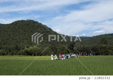 北嵯峨の田園風景 11802332