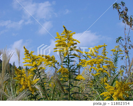 セイタカアワダチソウと青空 11802354