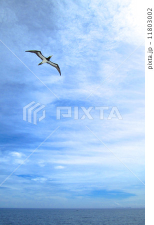 太平洋とカツオドリ 11803002
