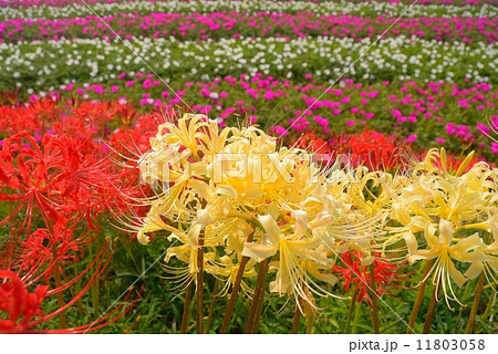 彼岸花 彼岸花 11803058