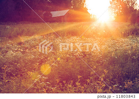 Meadow landscape at sunset 11803843