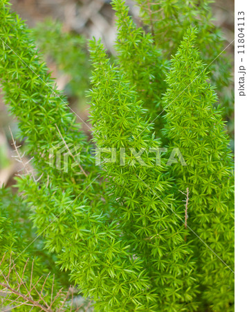 foxtail fern foxtail fern 11804113