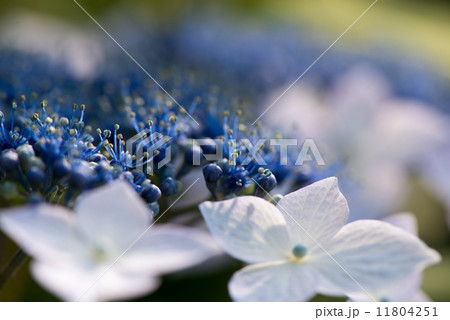 紫陽花 11804251