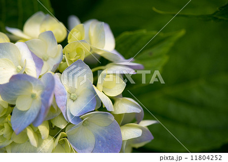 紫陽花 紫陽花 11804252