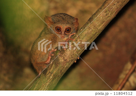 スラウェシメガネザル 11804512