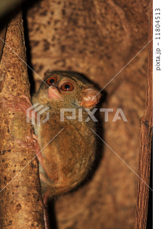 スラウェシメガネザル 11804513