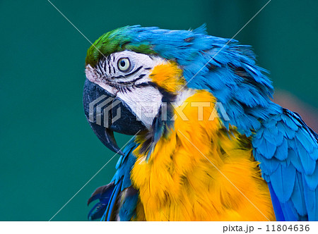 blue macaw parrot 11804636