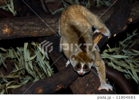 slow loris slow loris 11804683