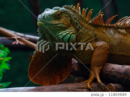 iguana 11804684