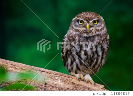 burrowing owl burrowing owl 11804817