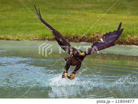 eagle with prey 11804877