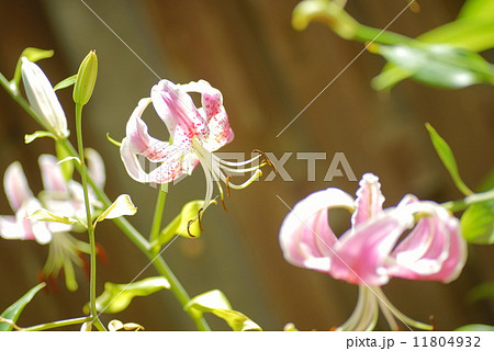 鹿の子百合・ピンク 11804932