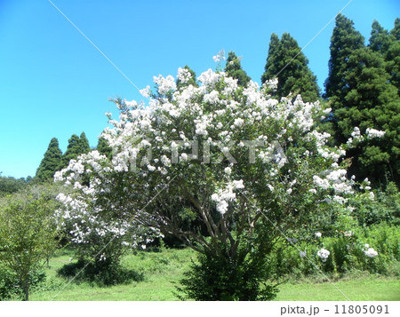 青空に映える白い花のサルスベリ 青空に映える白い花のサルスベリ 11805091