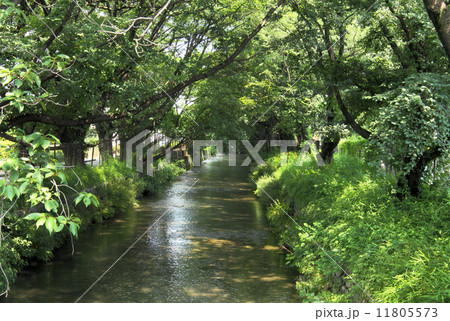 玉川上水 11805573