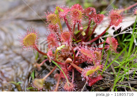 モウセンゴケ 11805710